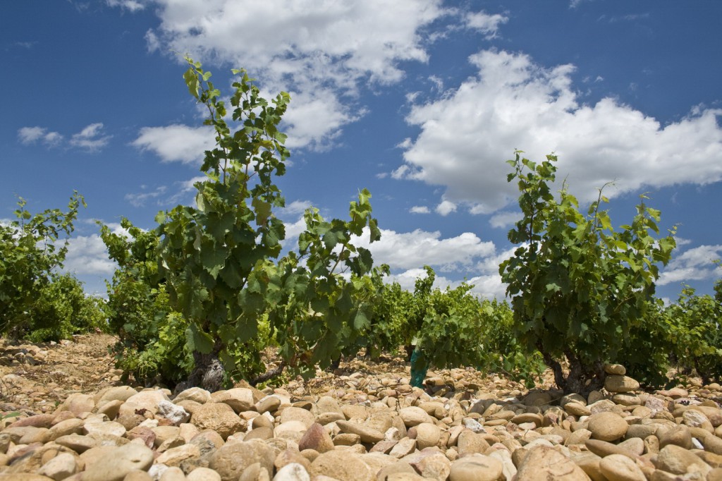 chateauneuf-du-pape vineyard xl