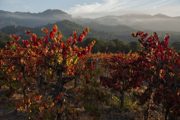 napa red vine leaves fall 620