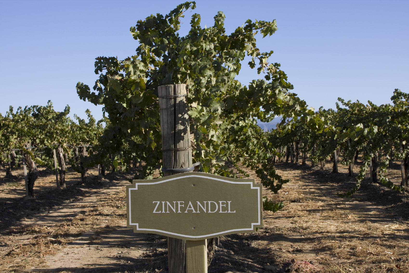 Калифорния Зинфандель виноградники