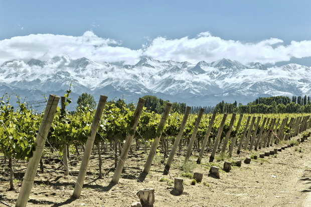 argentina vineyard andes 620