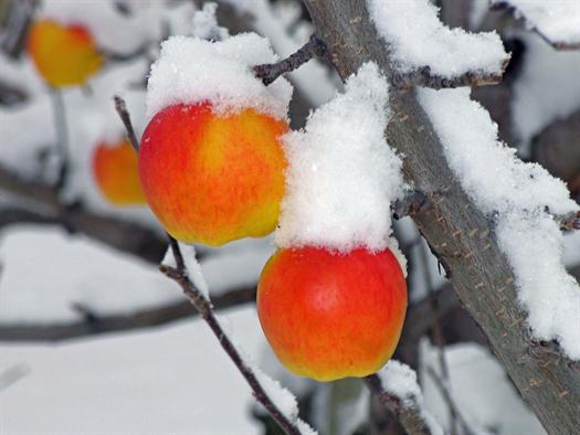 Raven Ridge Cidery Inc