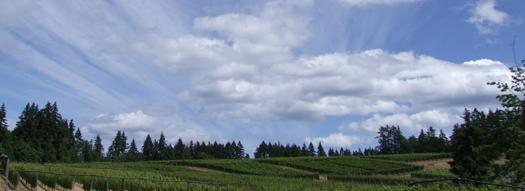 Venturi-Schulze Vineyards