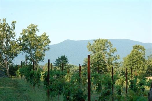 Mountfair Vineyards